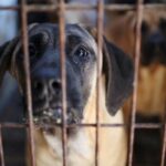 South Korea passes regulation banning canine meat commerce